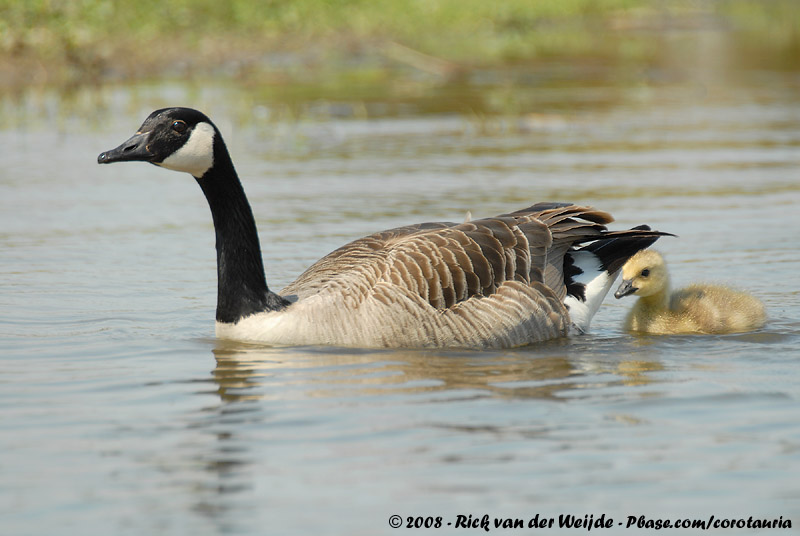 Canada Goose<br><i>Branta canadensis ssp.</i>