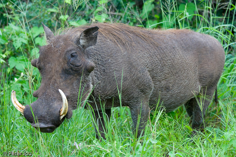 Warthog