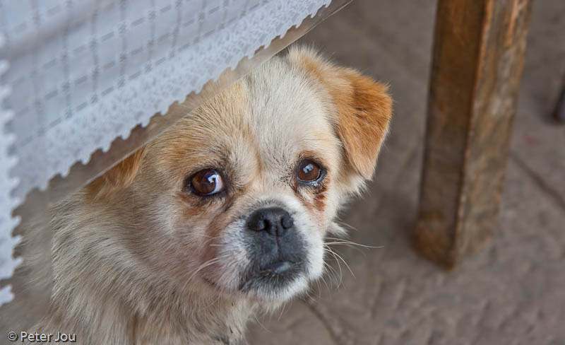 Shangri-la: street dog
