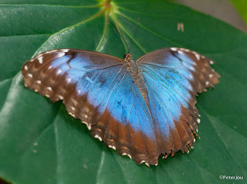 Blue Morpho