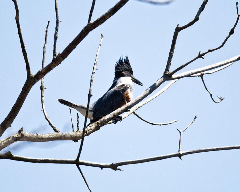 BELTED  KINGFISHER