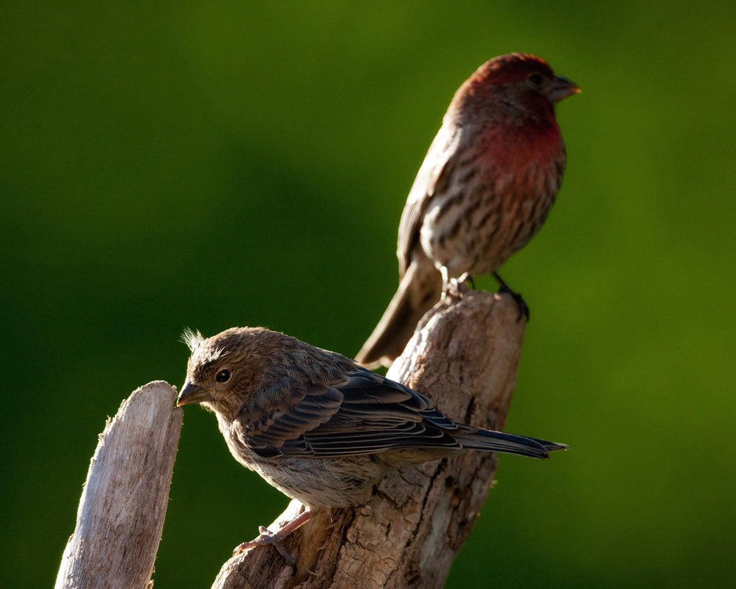 House Finch-Male & Female
