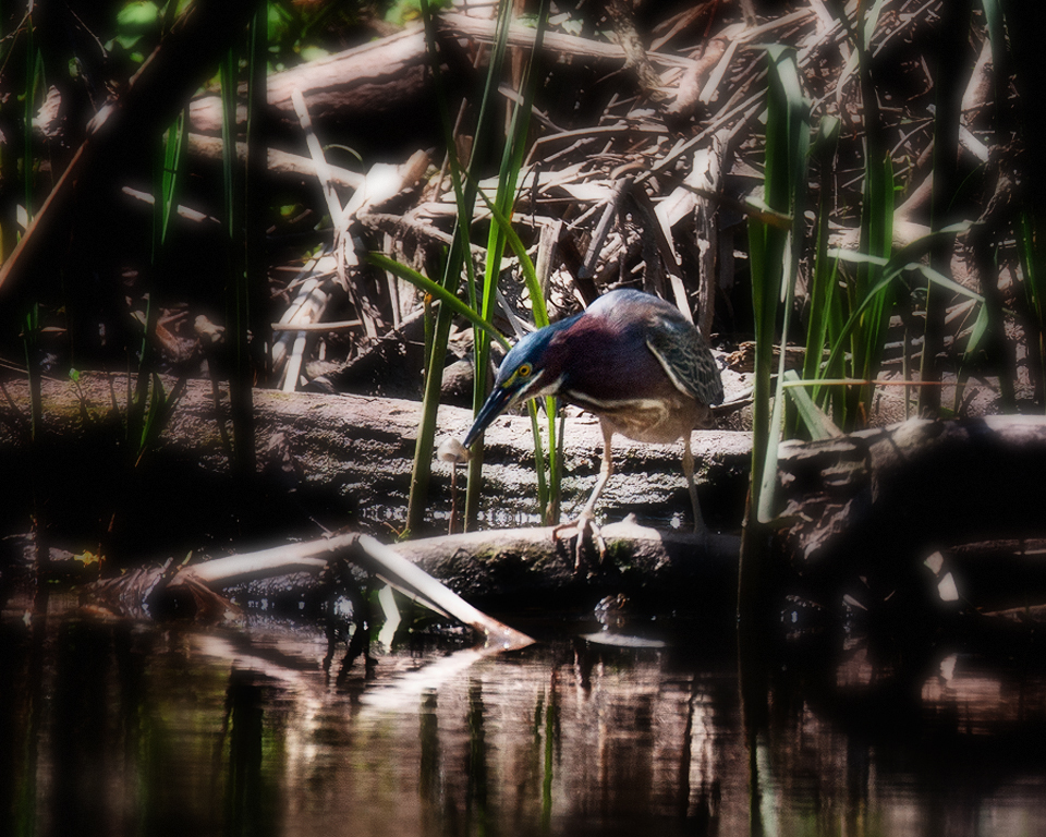 Green Heron-4 The Catch