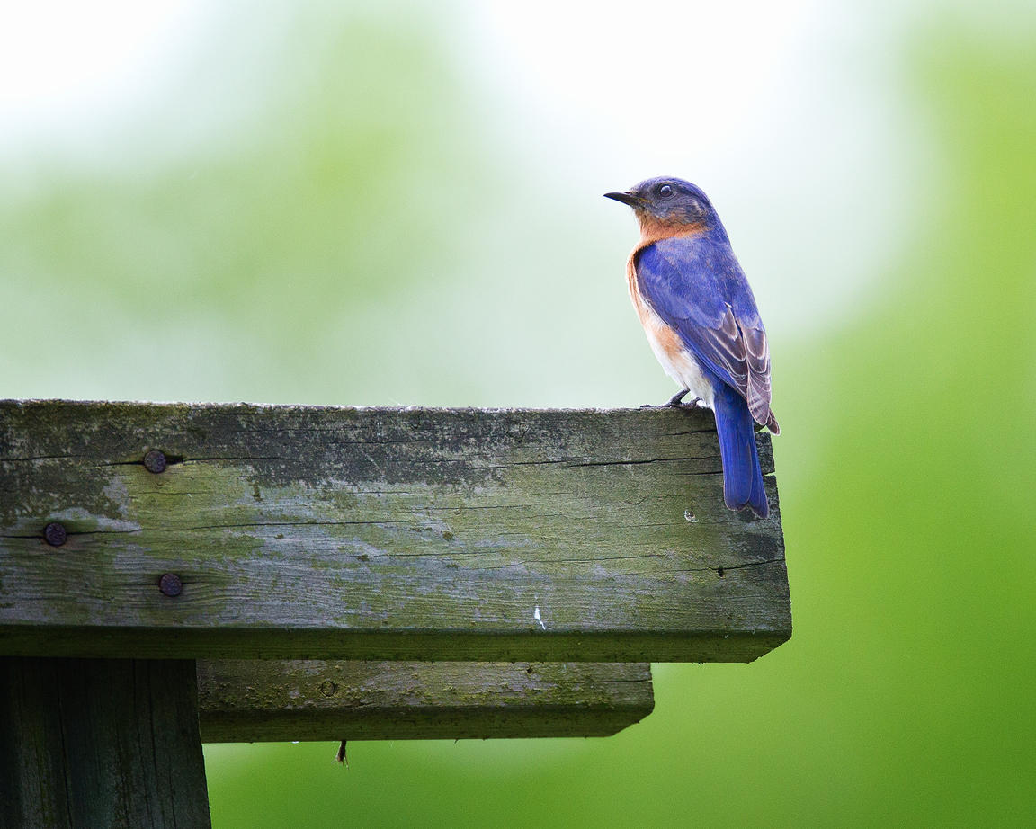 Eastern Bluebird