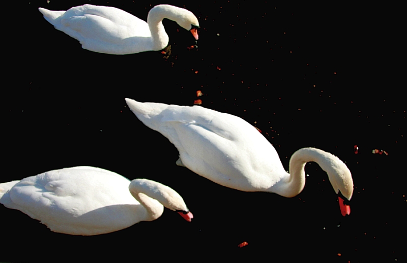 slinky swans


 : )