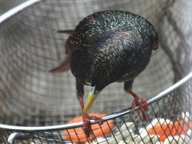 starling

(through closed kitchen window)

  a natural twist of the bird

 : )