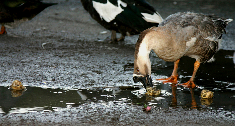  slurping in the puddle


:)