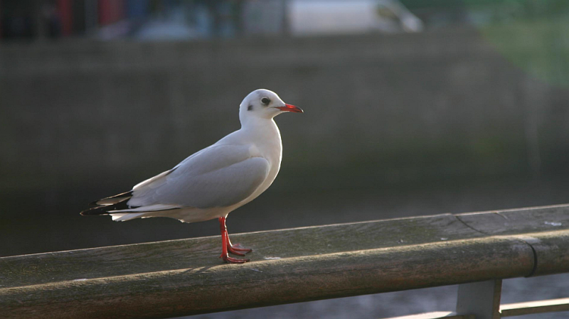 city bird
seagull