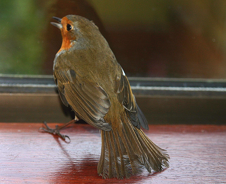 Good Friday Robin      
   ........... flew into the room
side kitchen door open,  flew in, 
 flew through hallway and on into this room