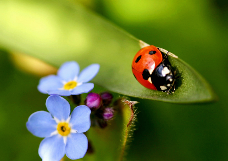 ladybird and forget - me - nots

 front garden