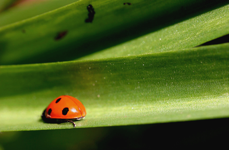 ladybird on a stem

60mm lens 

(front garden stem)

: )