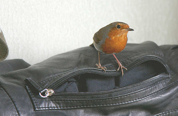  red robin in the room
again  : )

 she flies in a  lot
through the kitchen, through the hall and on into here