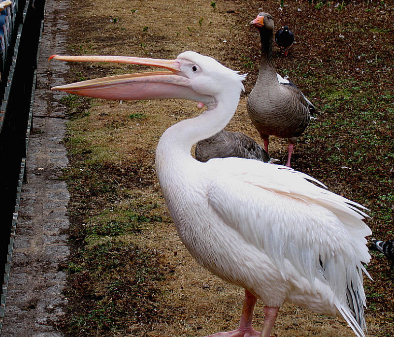 pelican  and goose

 London
St. James Park, beside Buckingham Palace