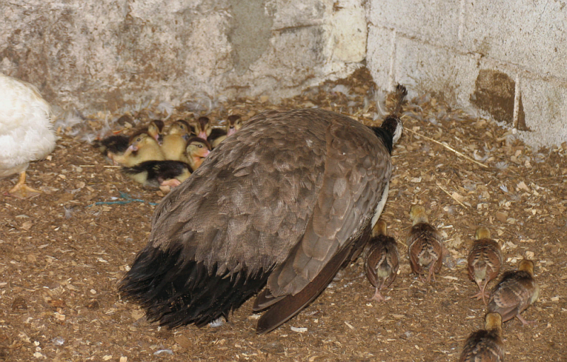  Peahen and both sets  of chicks