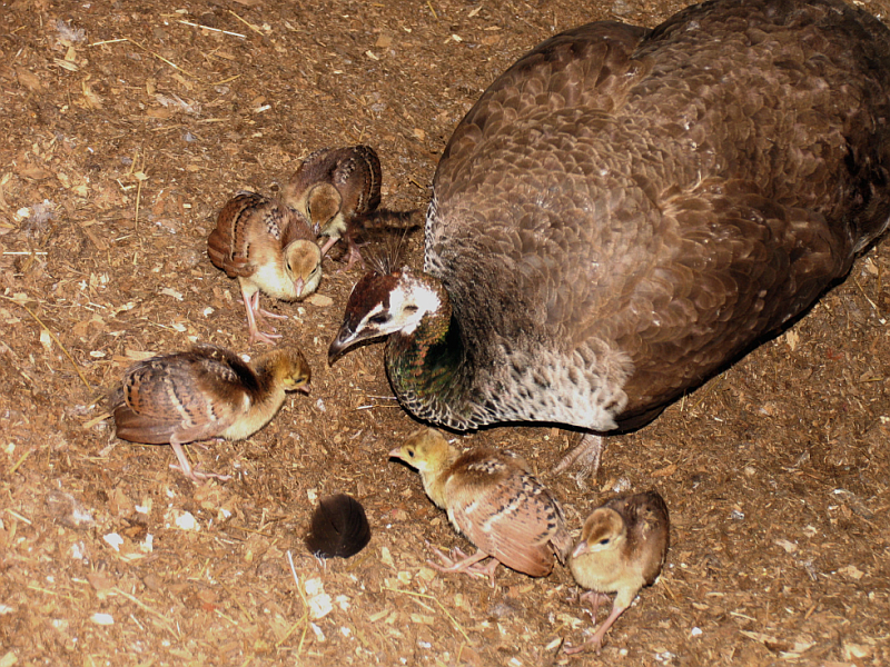 Peahen and chicks