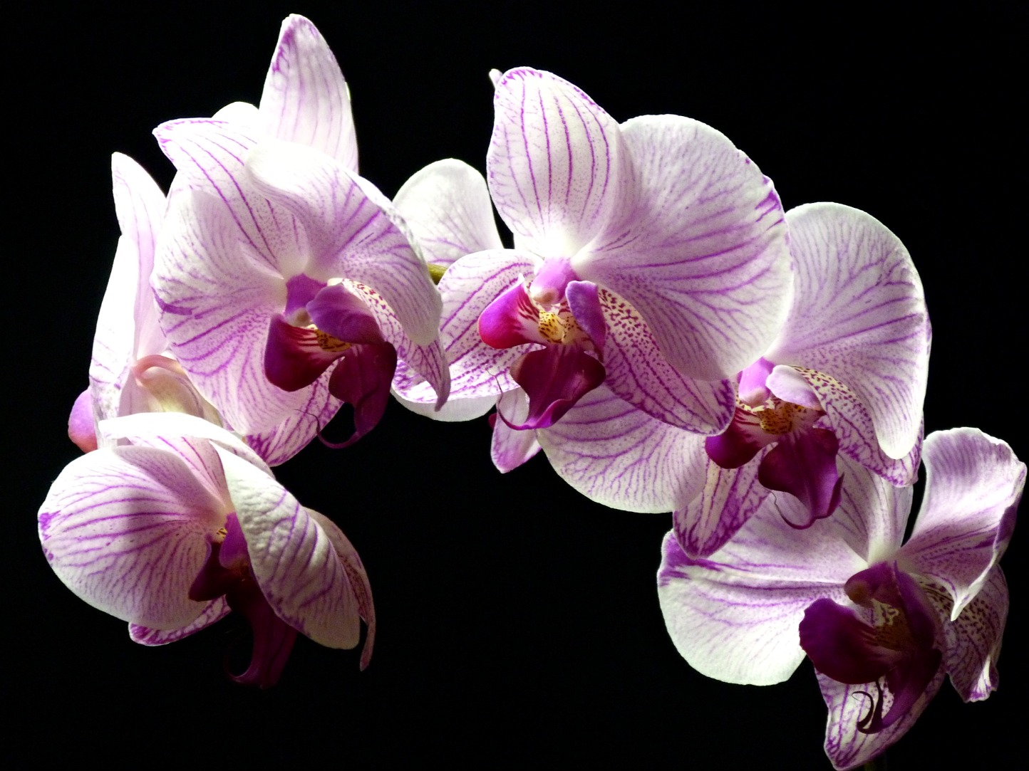orchid from carol christmas 2012.jpg
