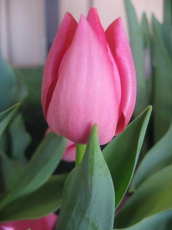 pink tulip.