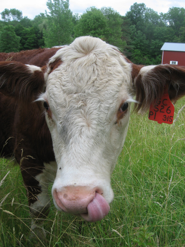 cow with tongue in nose
