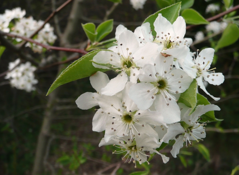white spring blossoms 2