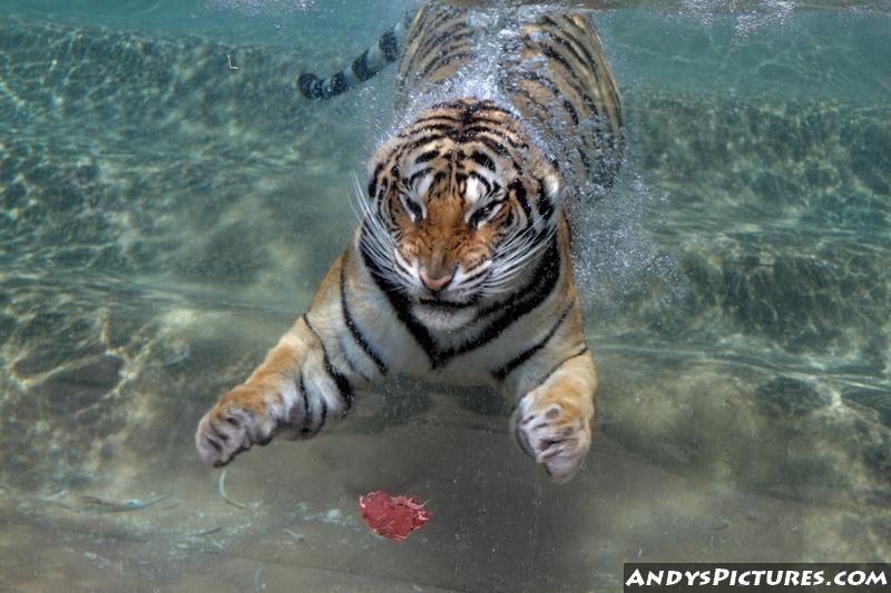 Swimming Tiger