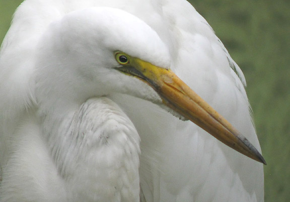 Great Egret