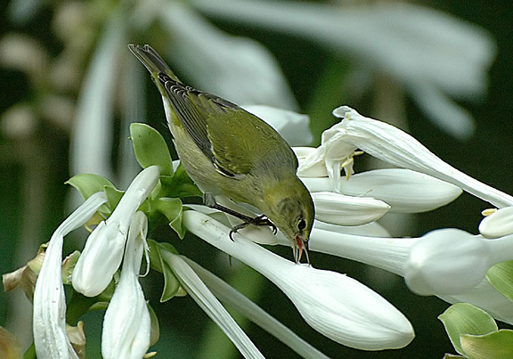 Tennessee Warbler nectaring