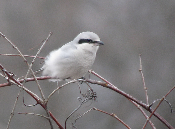 Northern Shrike
