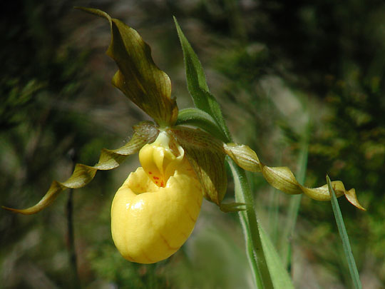Yellow Ladys Slipper