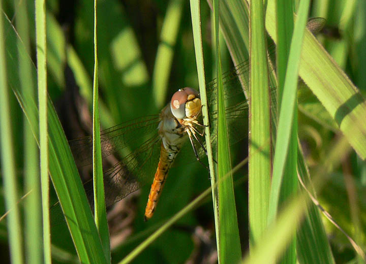 Wandering Glider
