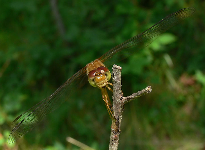 Yellow-legged Meadowhawk