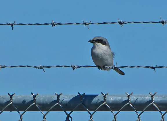 Loggerhead Shrike