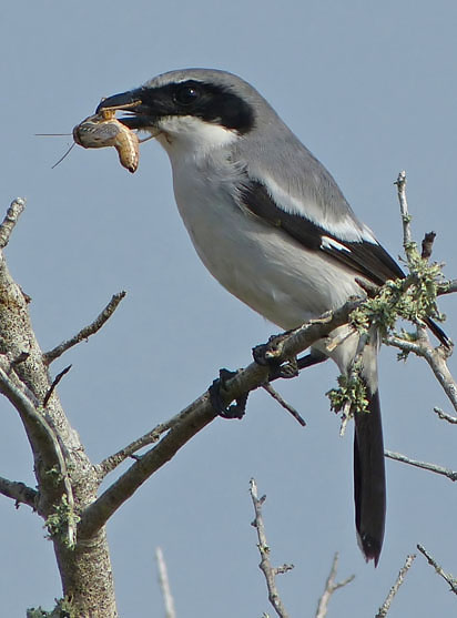 Loggerhead Shrike
