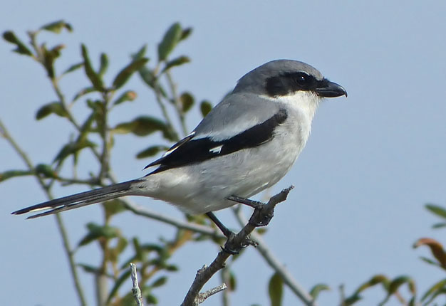 Loggerhead Shrike