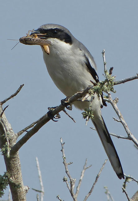 Loggerhead Shrike