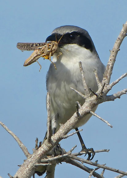 Loggerhead Shrike