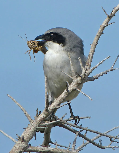 Loggerhead Shrike