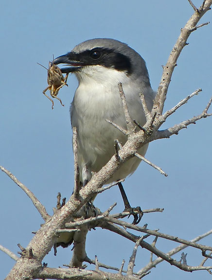 Loggerhead Shrike