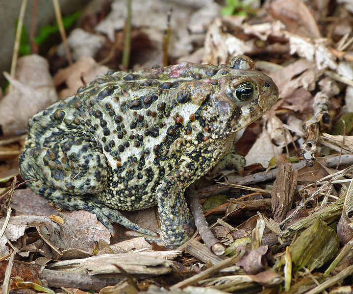American Toad