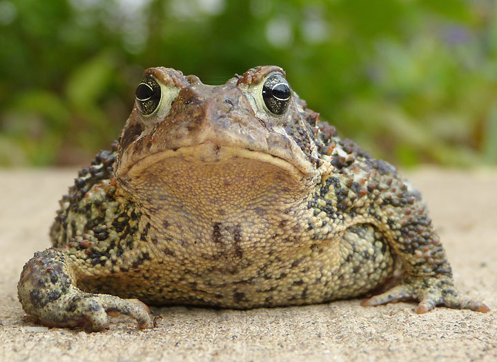 American Toad