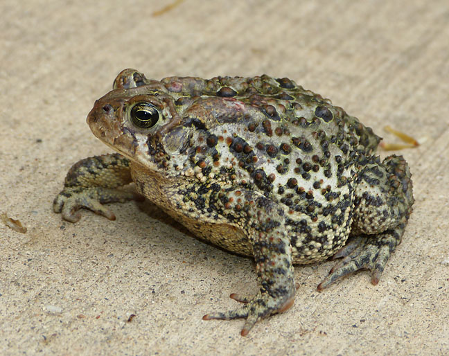 American Toad