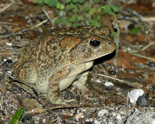 Southern Toad