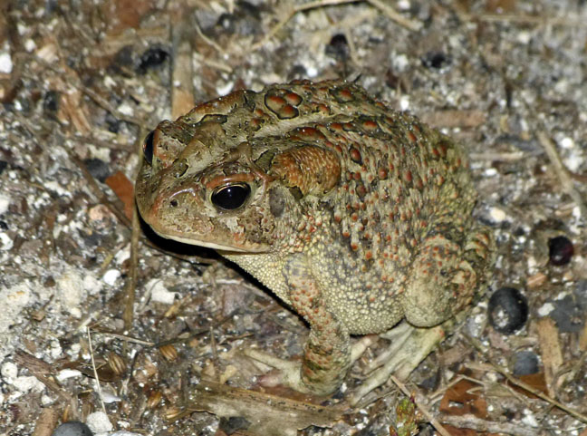 Southern Toad