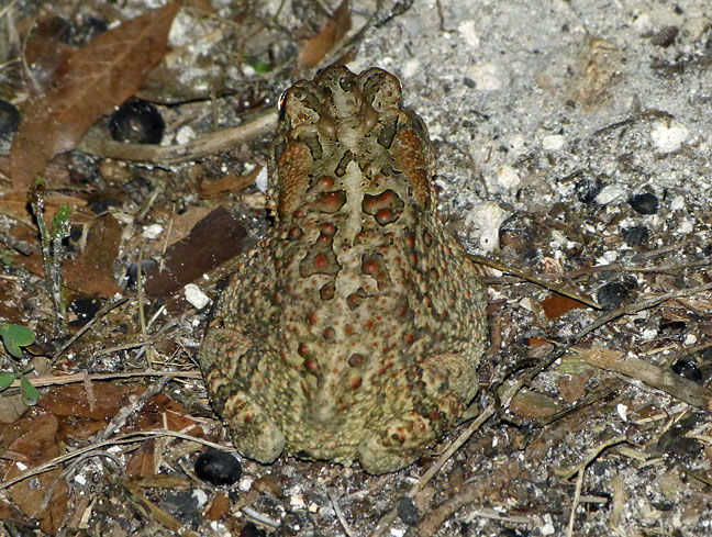 Southern Toad