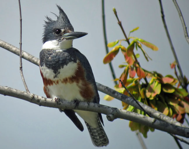 Belted Kingfisher