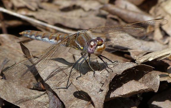 Variegated Meadowhawk