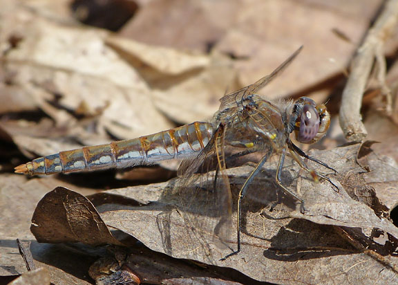 Variegated Meadowhawk