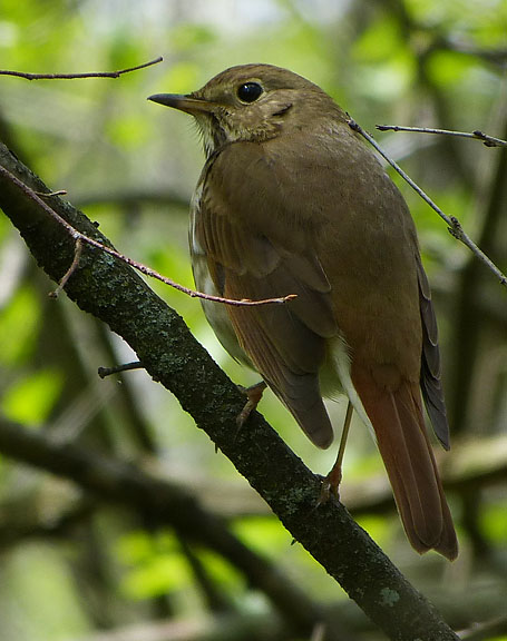 Hermit Thrush