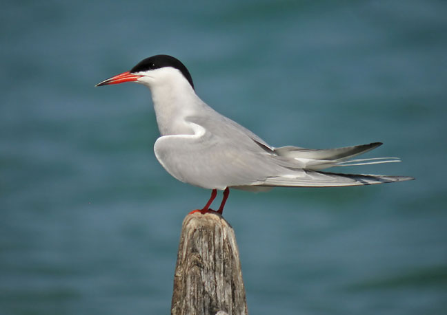 Common Tern