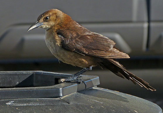 Boat-tailed Grackle