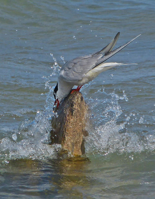 Common Tern